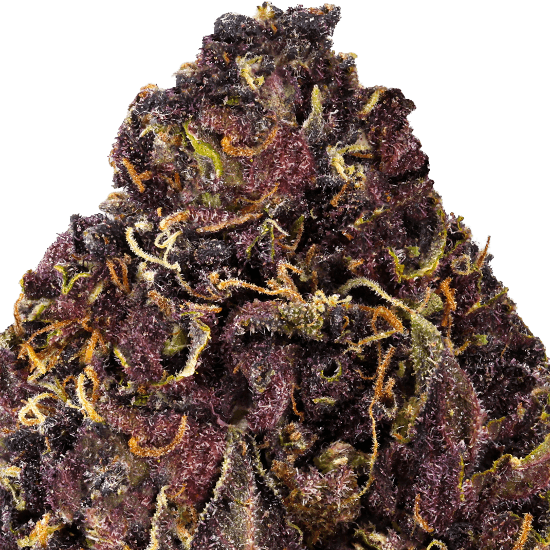 Tropical Cookies Strain