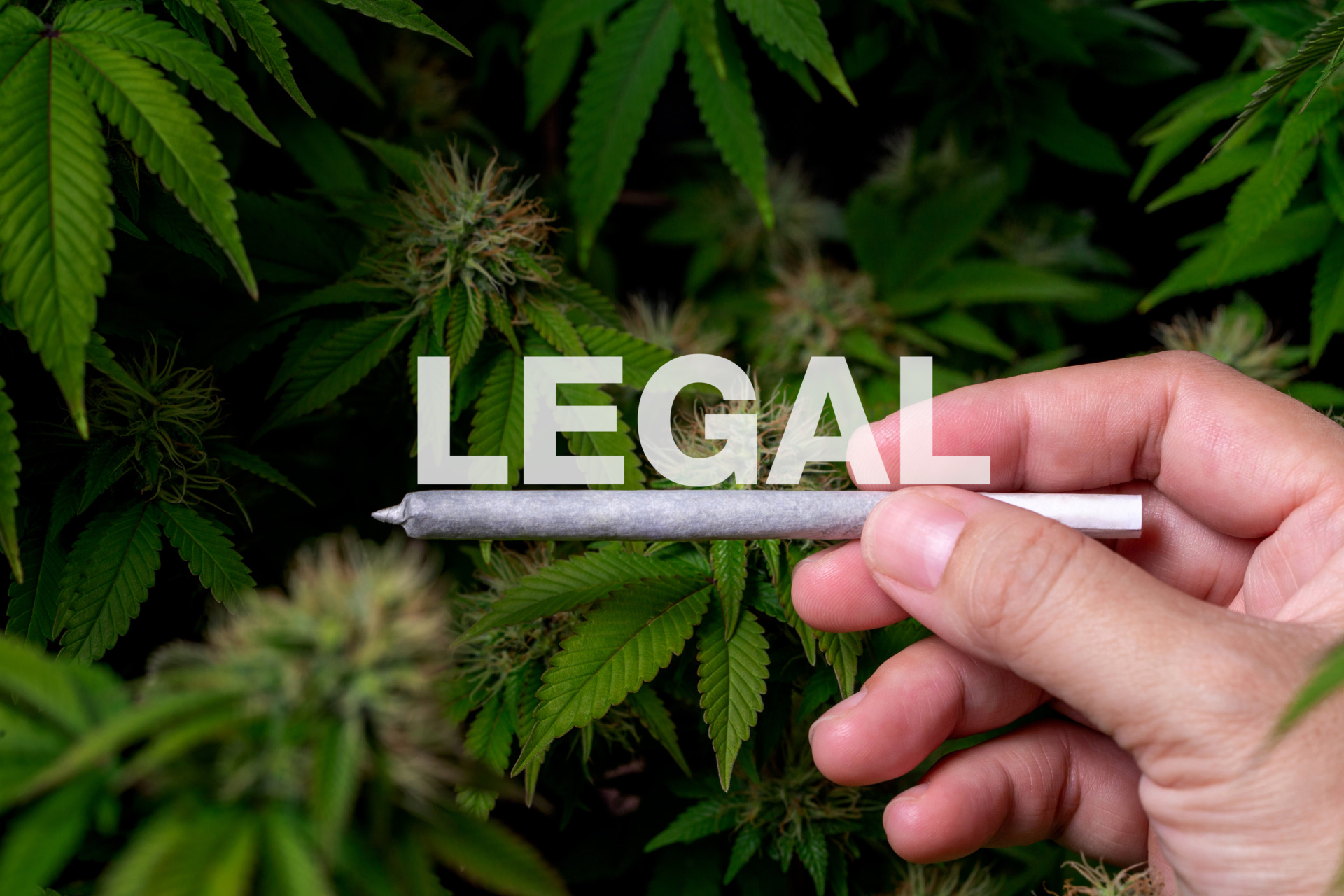 Is It Legal to Grow THCA Flower? Here’s What the Law Actually Says