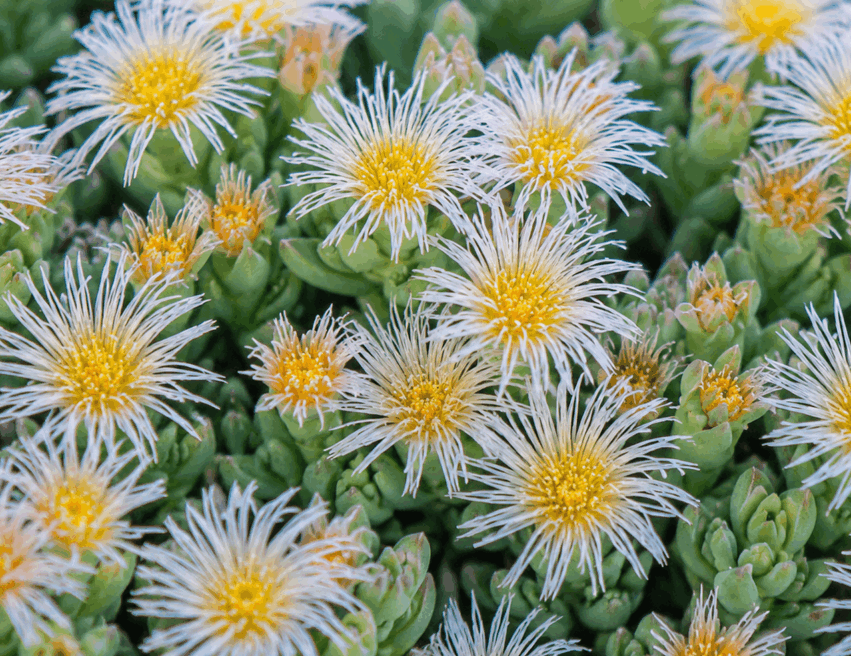 Kanna - Sceletium