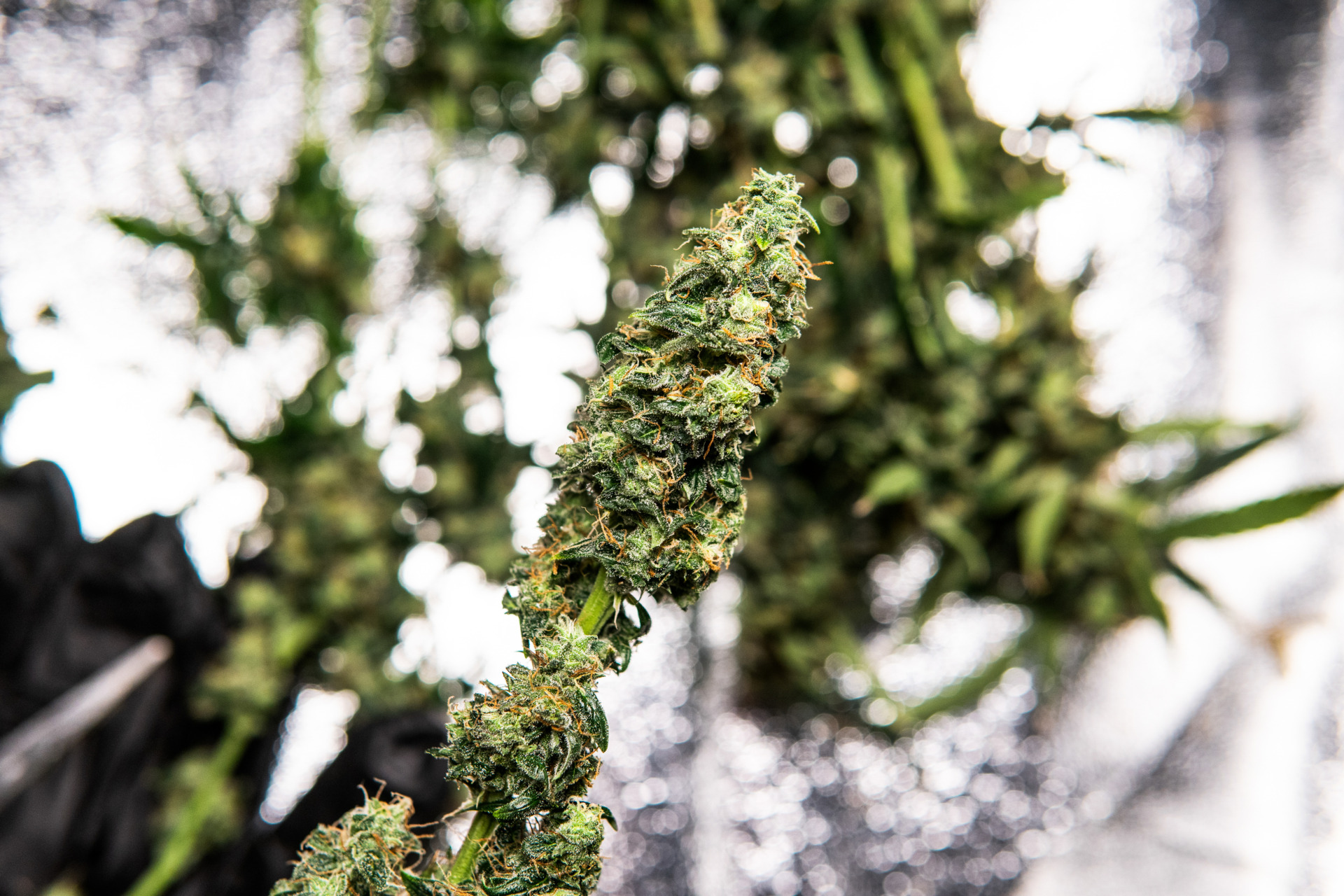 THCA Flower Shipping: How Discreet Delivery Works