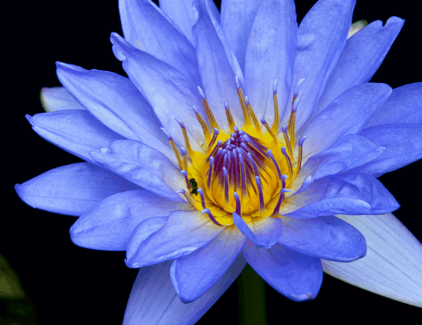 Blue Lotus