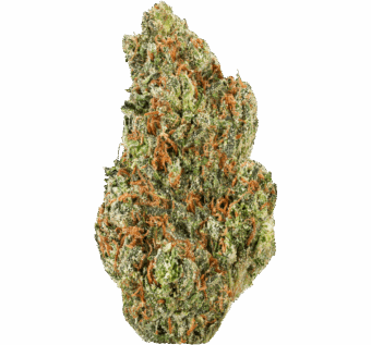 Cherry Cake Strain