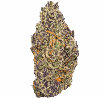 Dutch Treat Strain