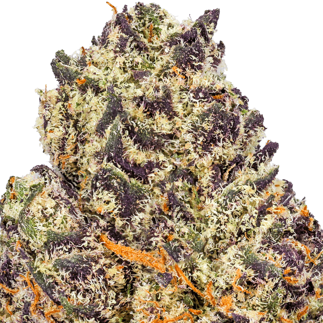 Dutch Treat Strain