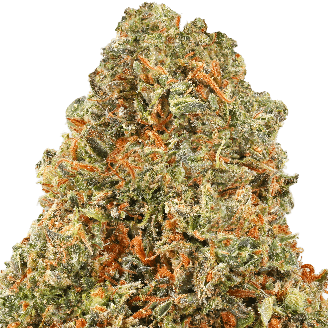 Glitter Bomb Strain