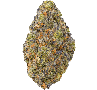 Governmint Oasis Strain
