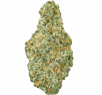 GovernMint Oasis Strain