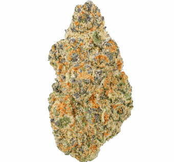 Junglato Strain