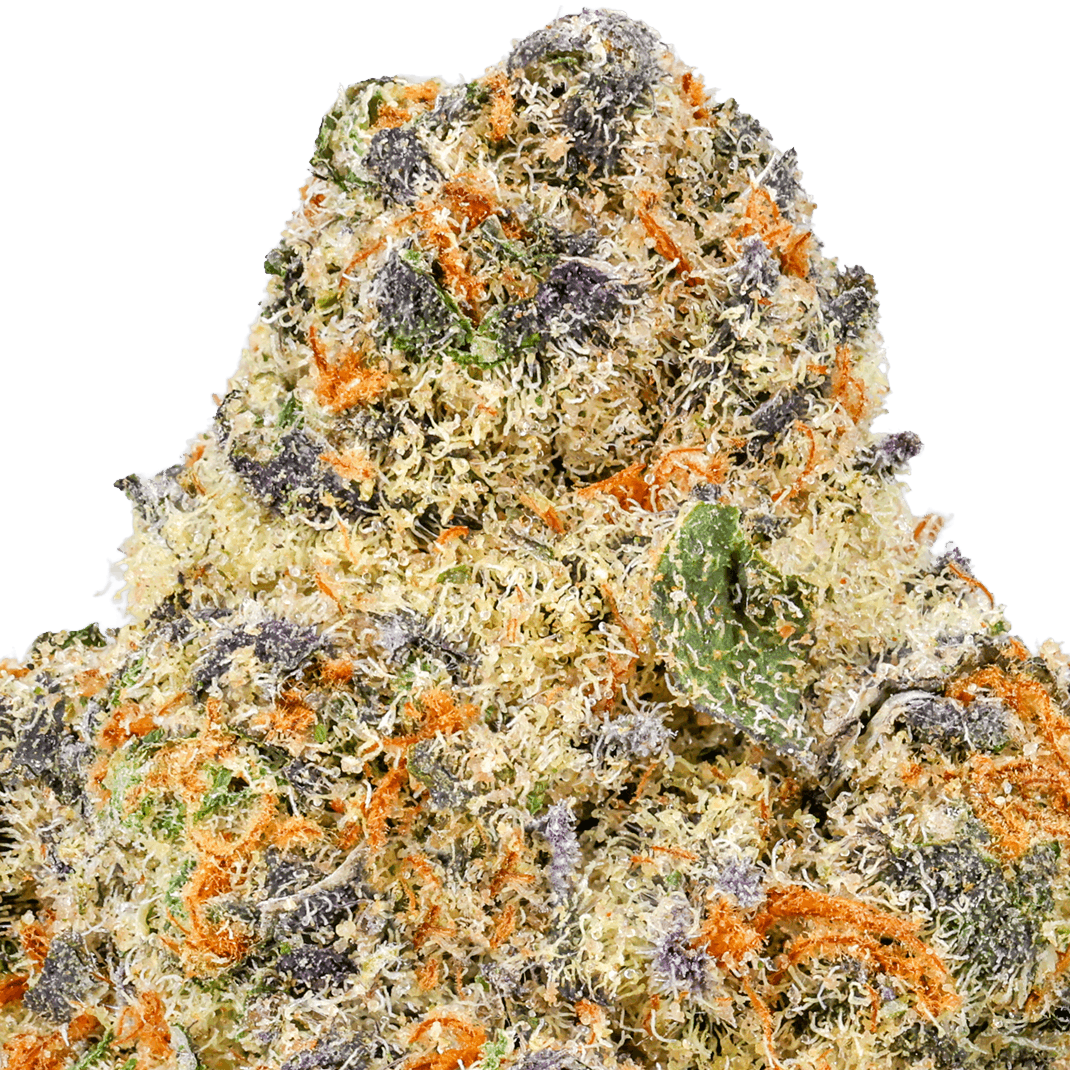 Jungaloto-Strain-Macro (1) Junglato Strain