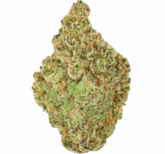 Mango Mintality Strain