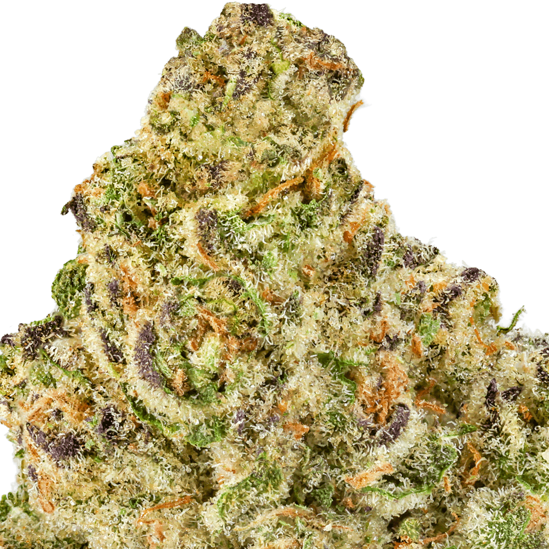 Mango Mintality Strain