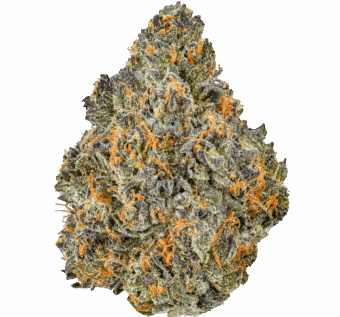 Northern Lights Strain
