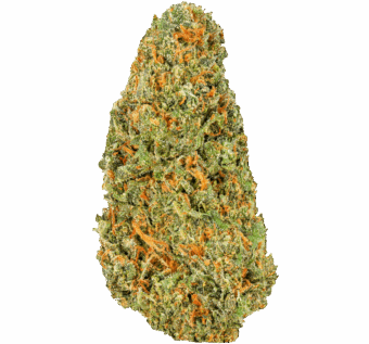 Venom Kush Strain