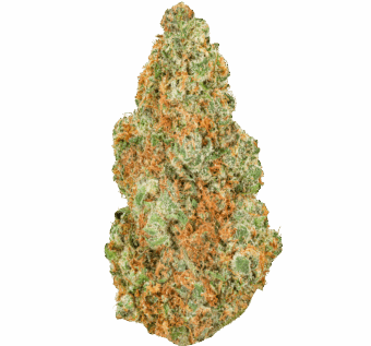 Yellow-Zushi-Strain (1) Yellow Zushi Strain