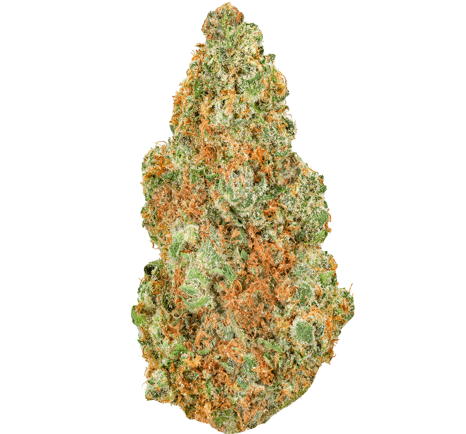 Yellow-Zushi-Strain (1) Yellow Zushi Strain