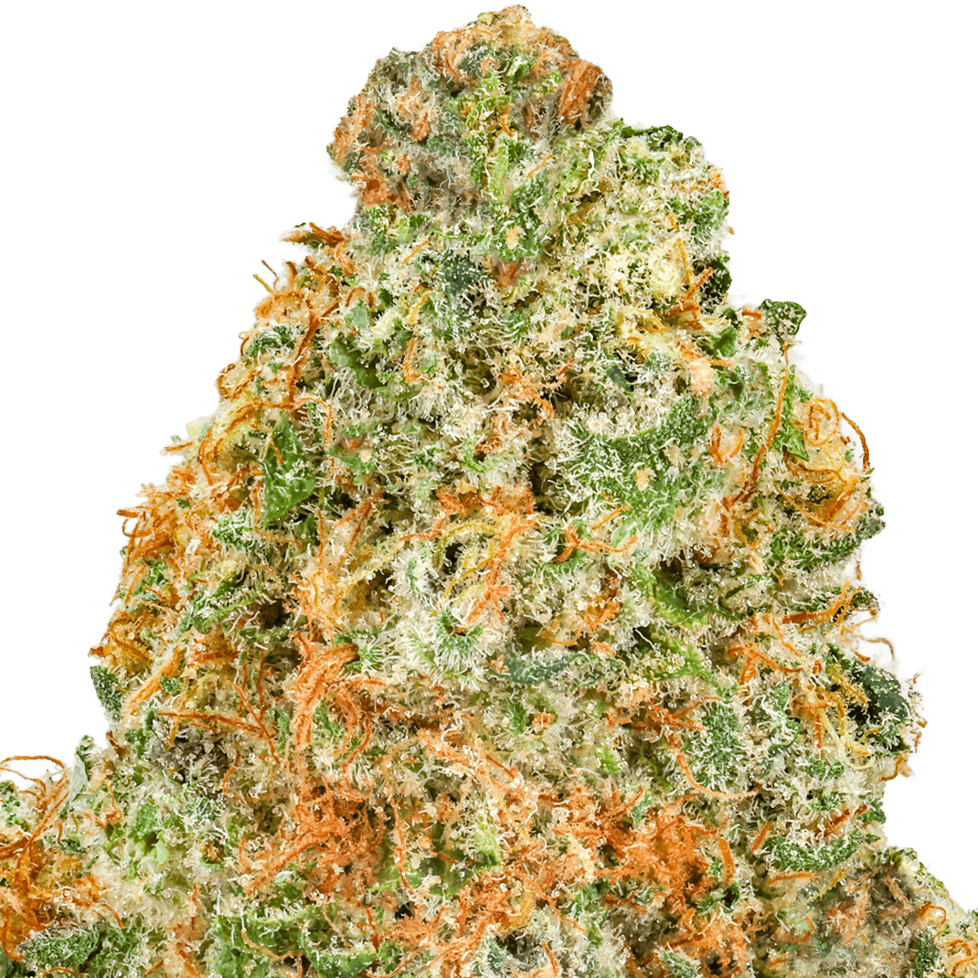 Yellow-Zushi-Strain-Macro (1) Yellow Zushi Strain