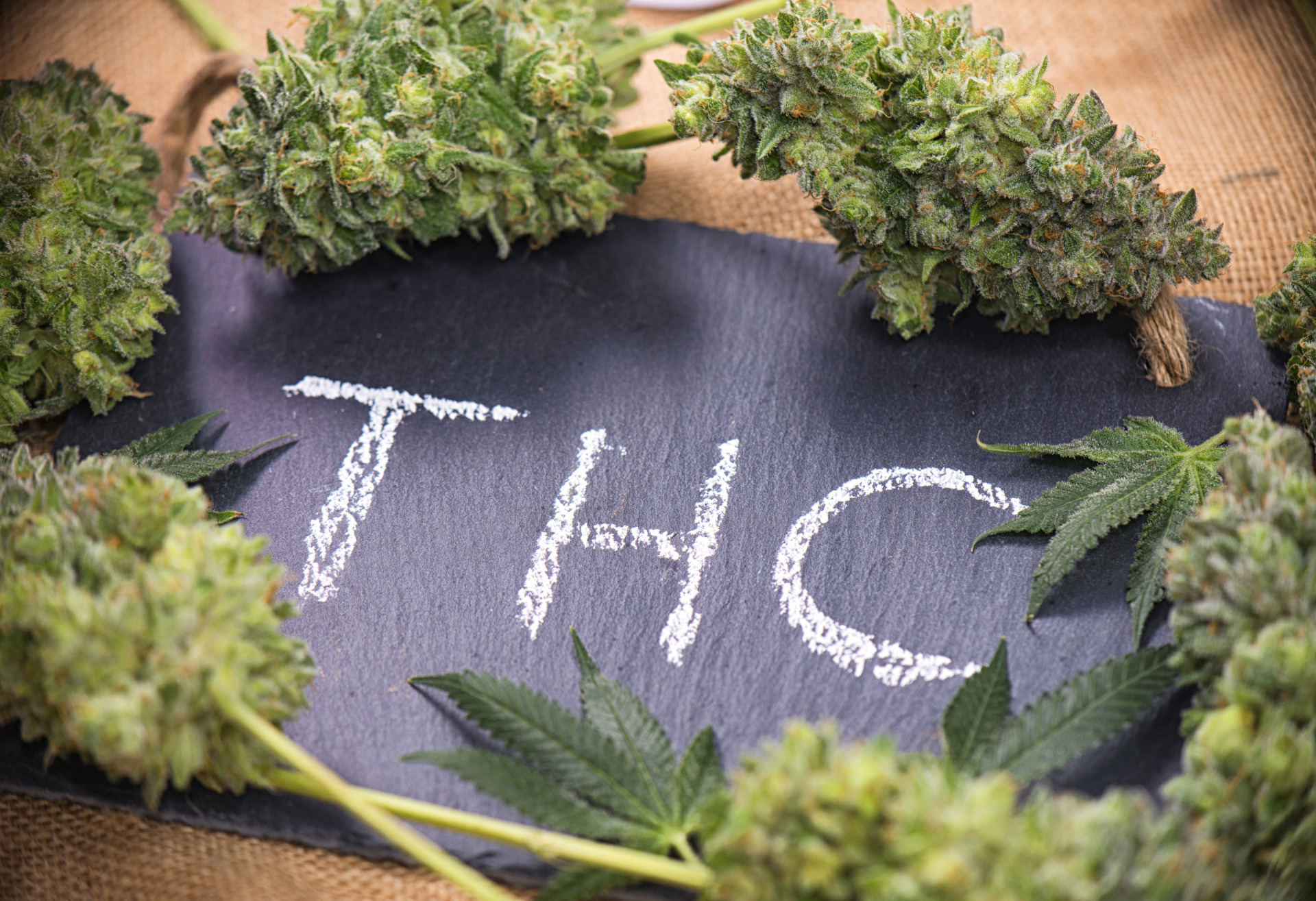 Several THCA flower buds
