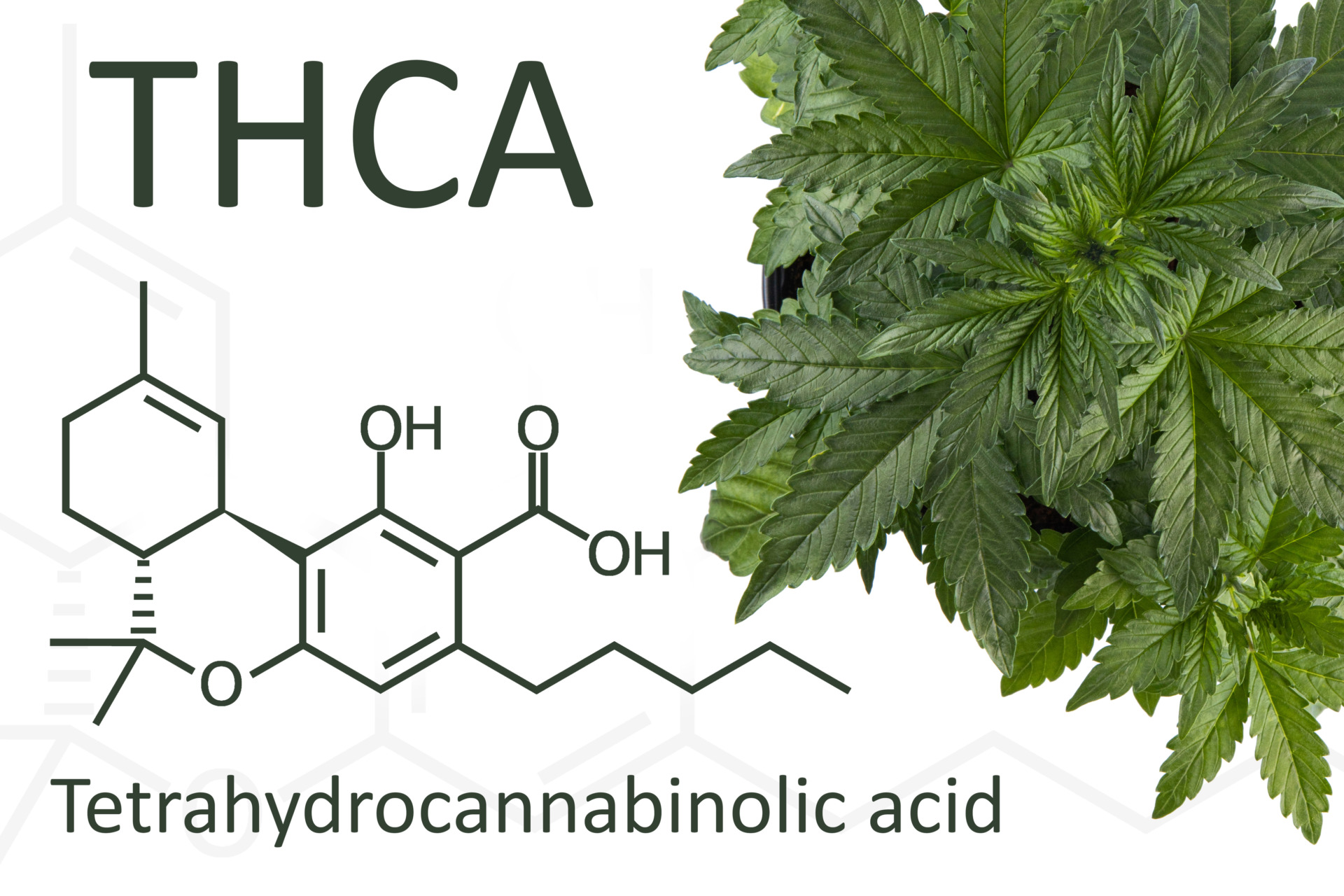 THCA chemical composition