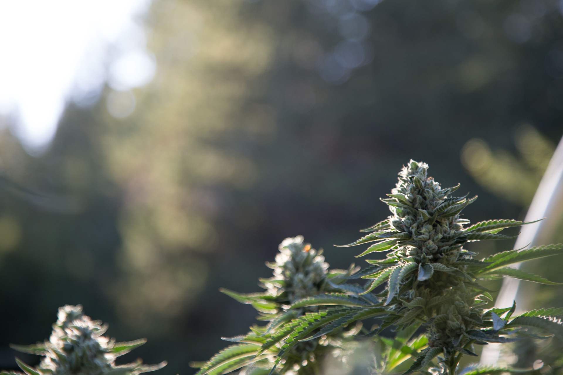 Outdoor THCA Flower vs Indoor: What Actually Differs (and What Doesn’t)