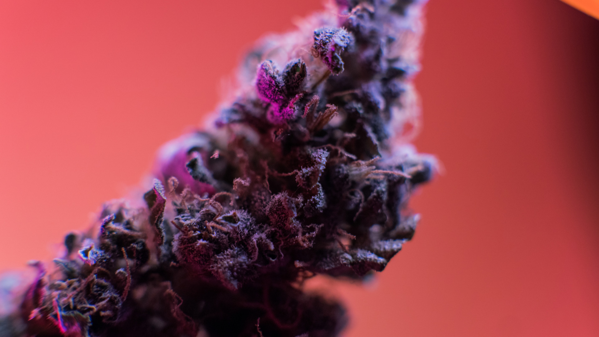 Infused THCA Flower
