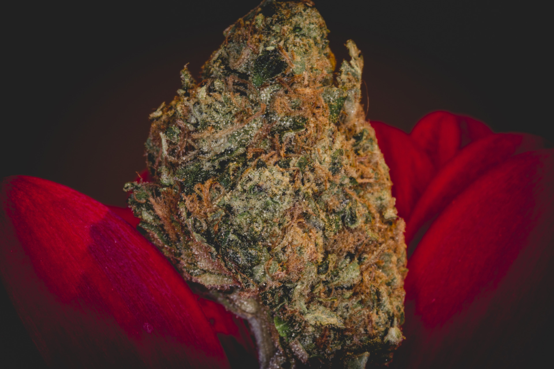 Asheville Dispensary carries exotic THCA flower