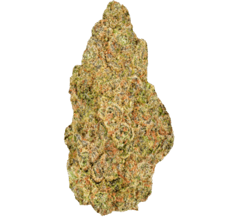 Cinderella 99 Strain