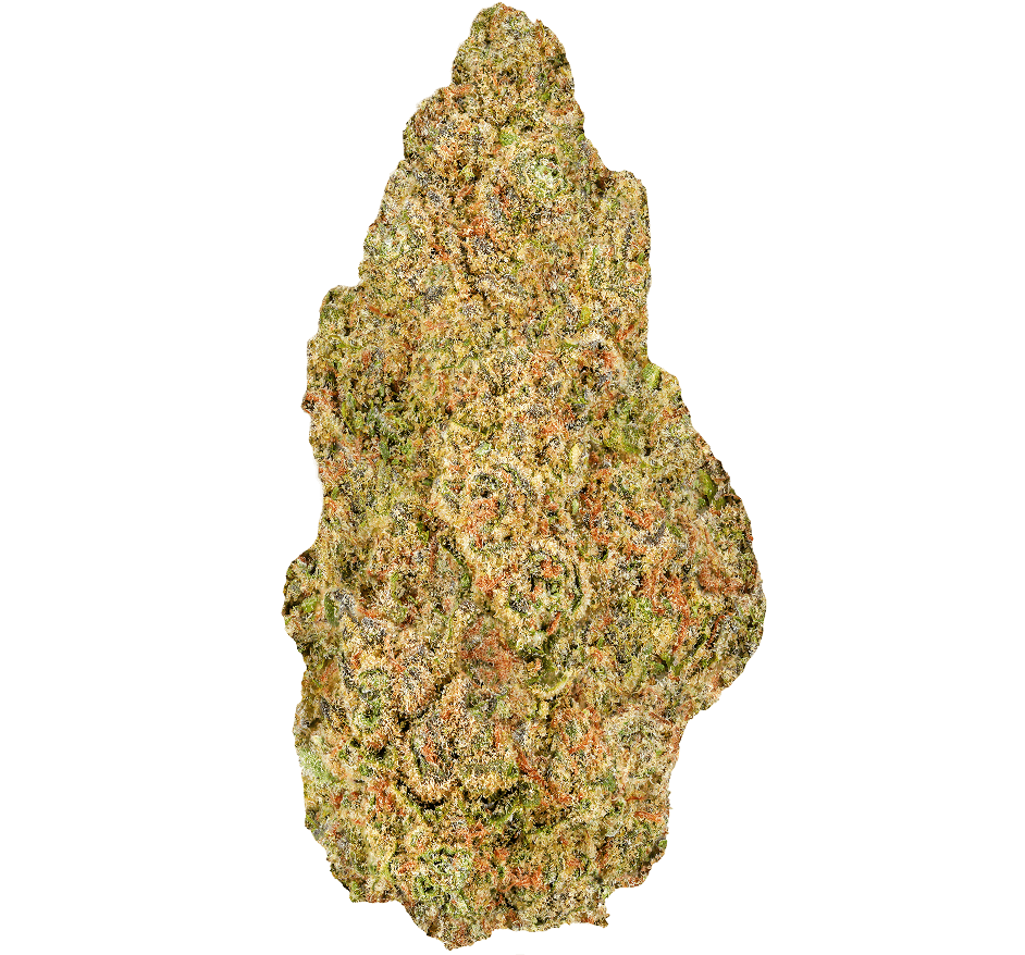 Cinderella 99 Strain
