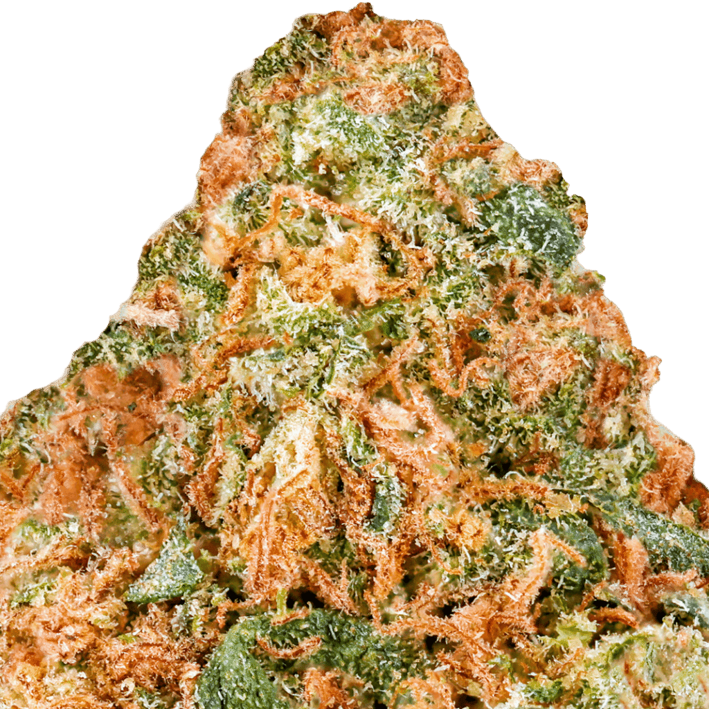 Cinderella 99 Strain