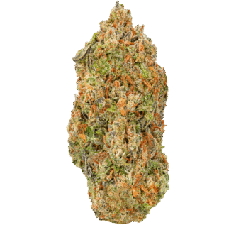 Face Fat Strain