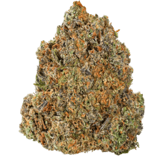 Fatso-84-Strain (1) Fatso 84 Strain