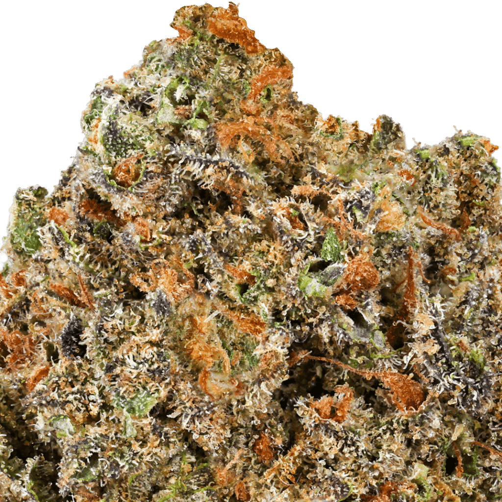 Fatso 84 Strain