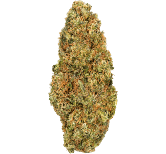 High Octane Strain