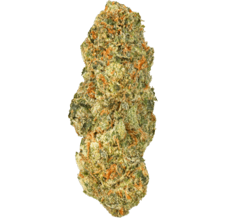 Orange Tree Strain