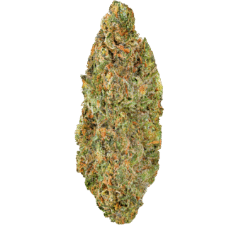 White Cherry Gelato Strain