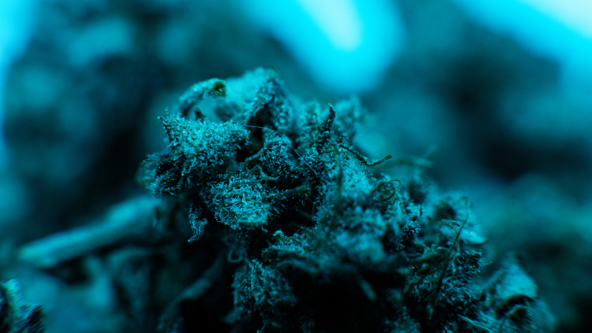 THCA flower with blue hue
