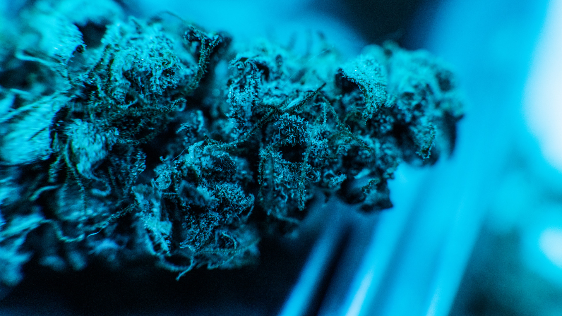 THCA flower on a shelf