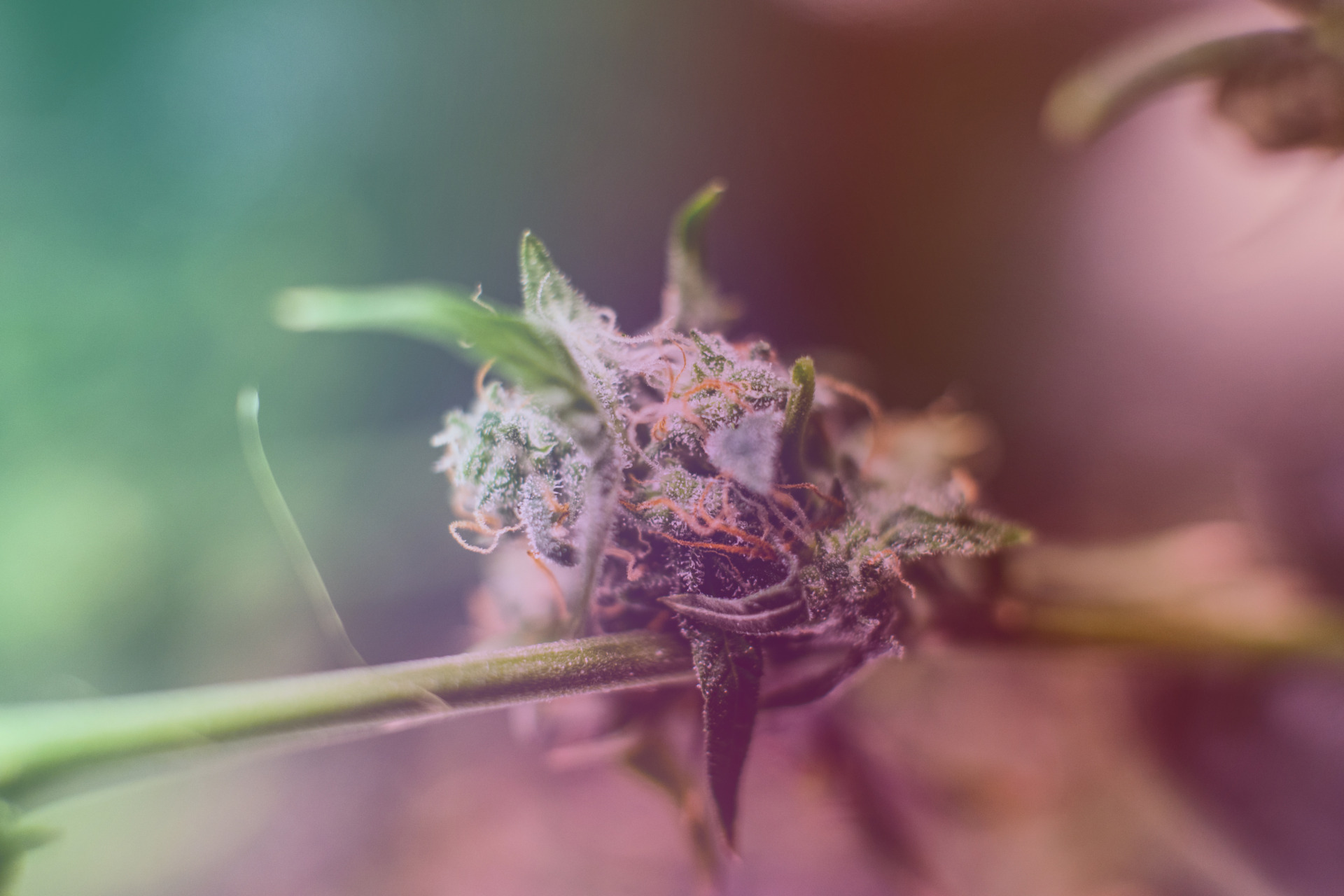 THCA flower strain on stem