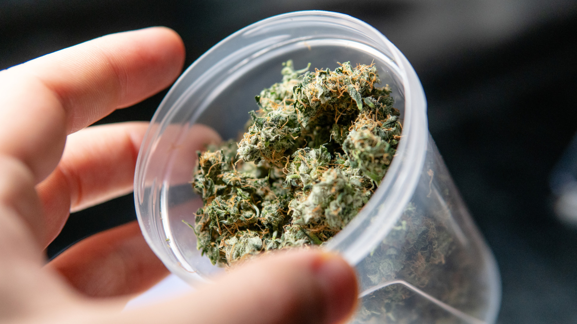 Inspecting a THCA bud container for mold