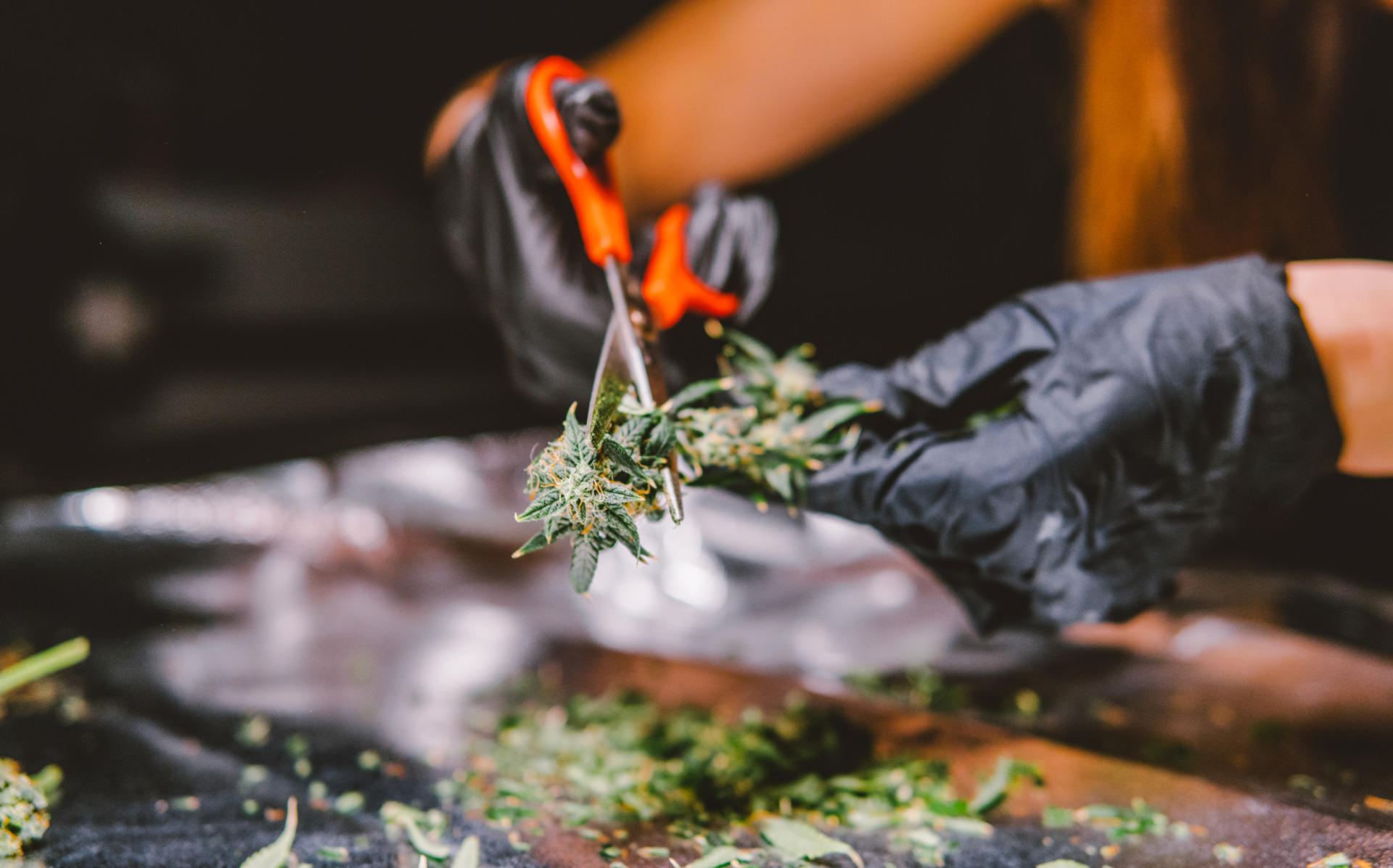 Snipping exotic thca flower