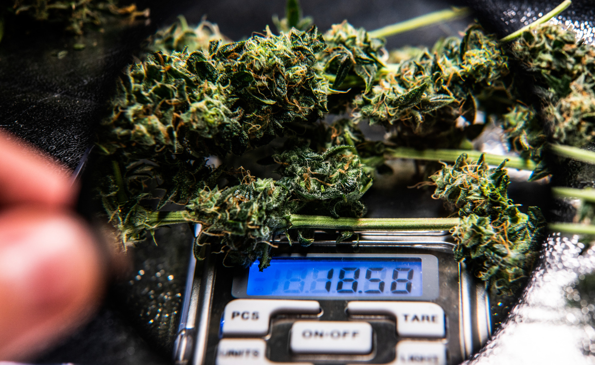 THCA flower weighed on a scale priced per gram