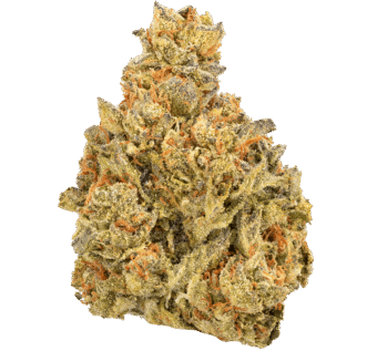 Gelato-Fuel-Strain (2) Gelato Fuel Strain
