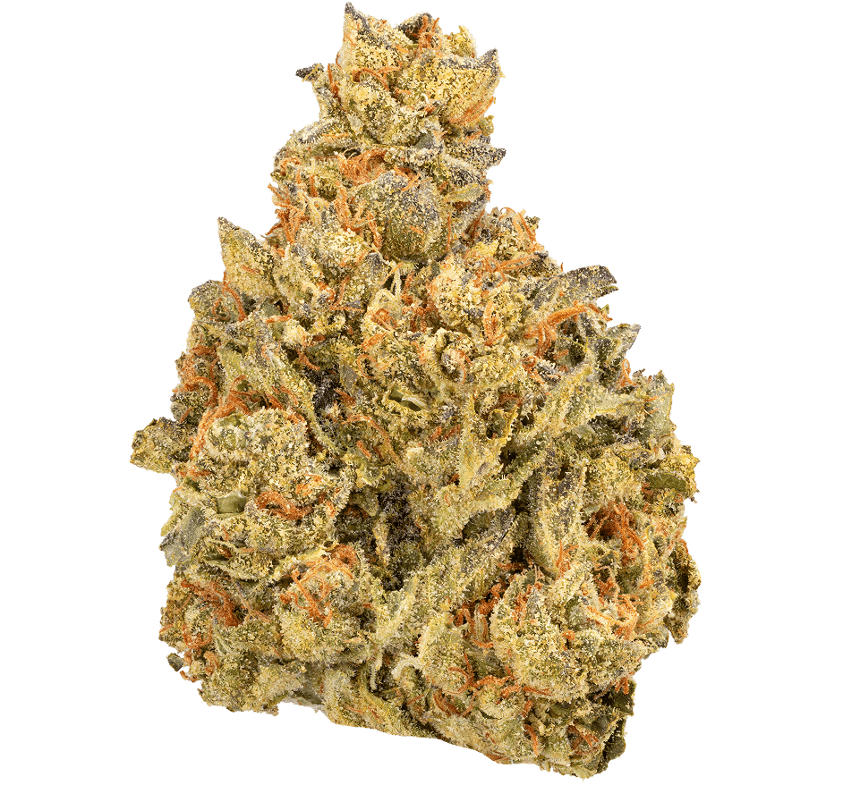 Gelato-Fuel-Strain (2) Gelato Fuel Strain