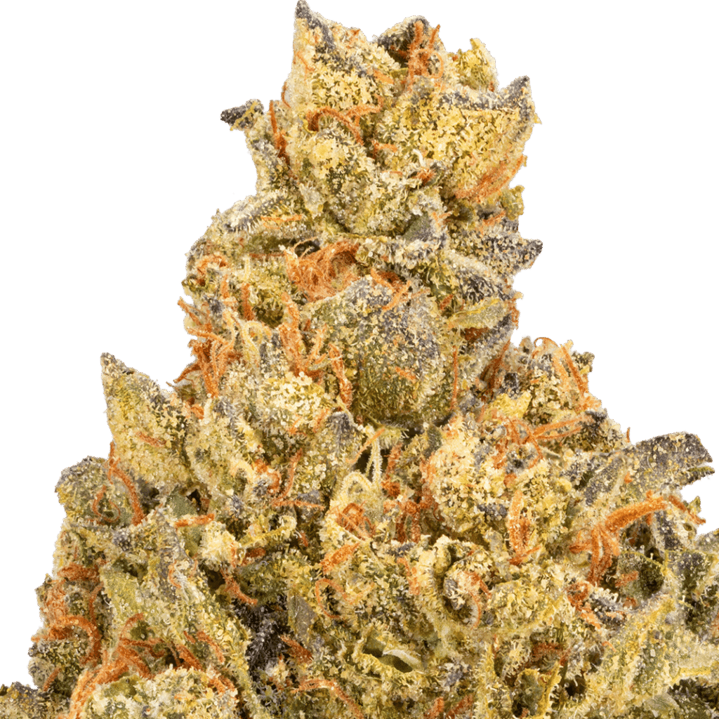 Gelato Fuel Strain