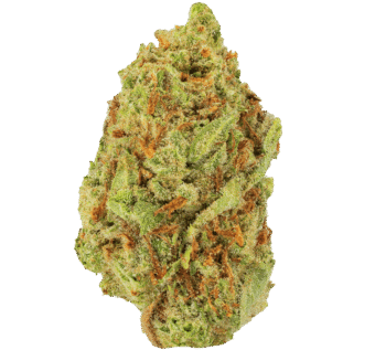 Hella-Jelly-Strain Hella Jelly Strain
