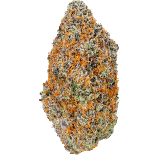 Mimosa Strain