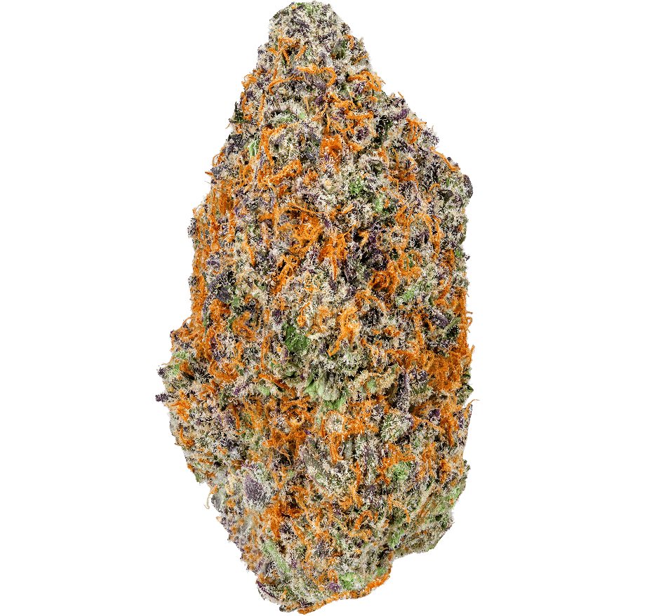 Mimosa-Strain (1) Mimosa Strain
