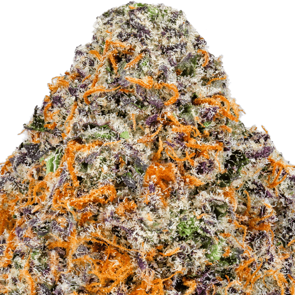 Mimosa Strain