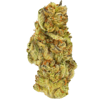 Papaya-Bomb-Strain Papaya Bomb Strain