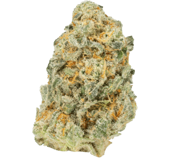 Purple Panty Dropper Strain
