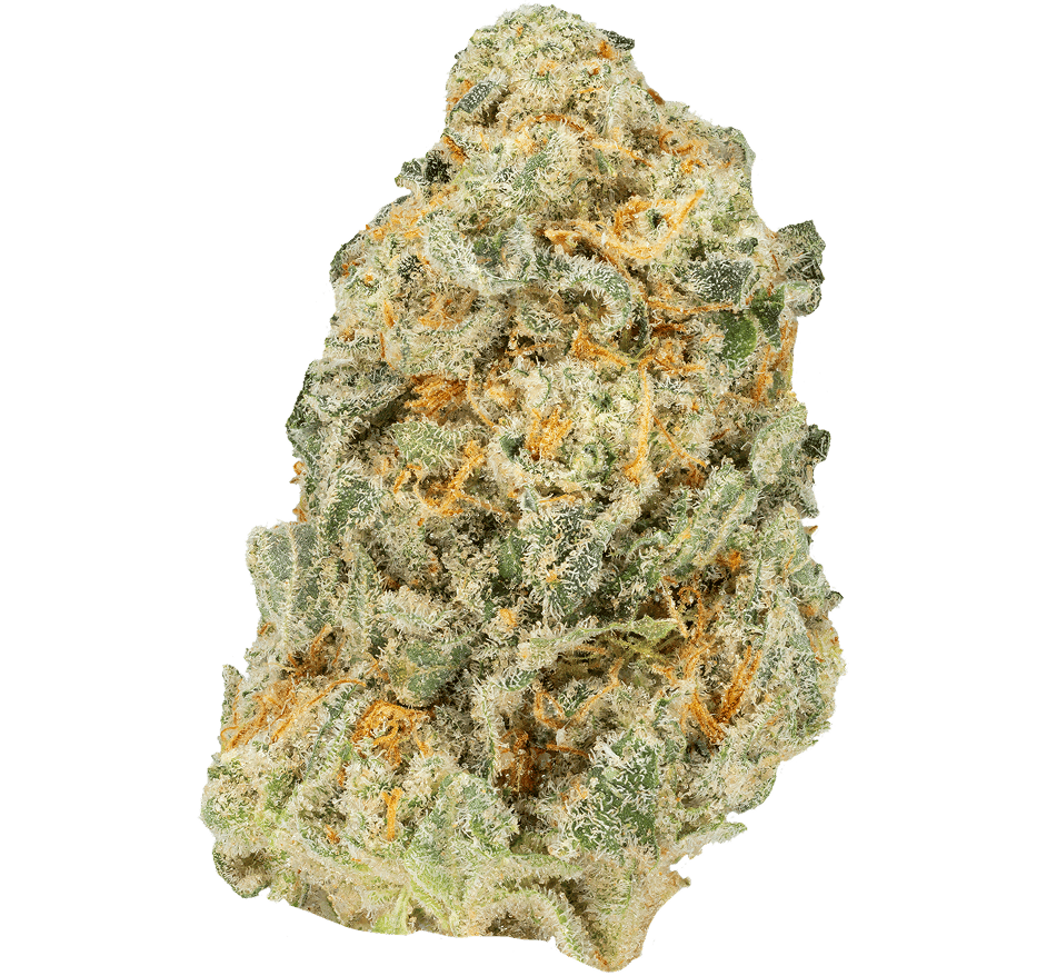 Purple-Panty-Dropper-Strain (1) Purple Panty Dropper Strain